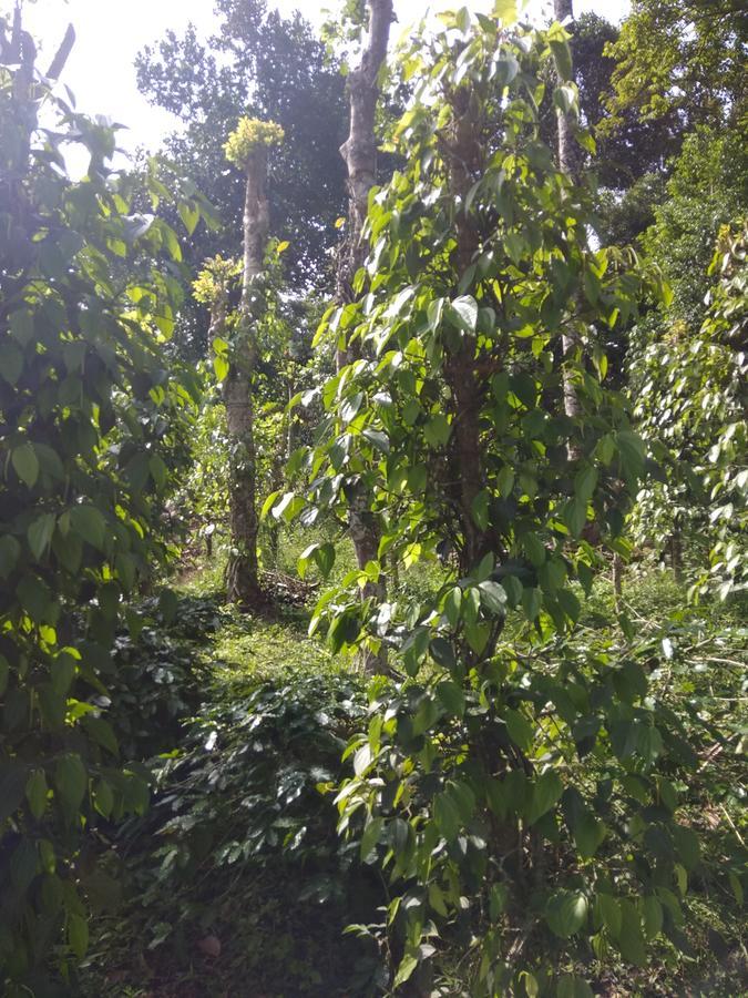 Coffee And Pepper Plantation Homestay Thekkady Exterior foto